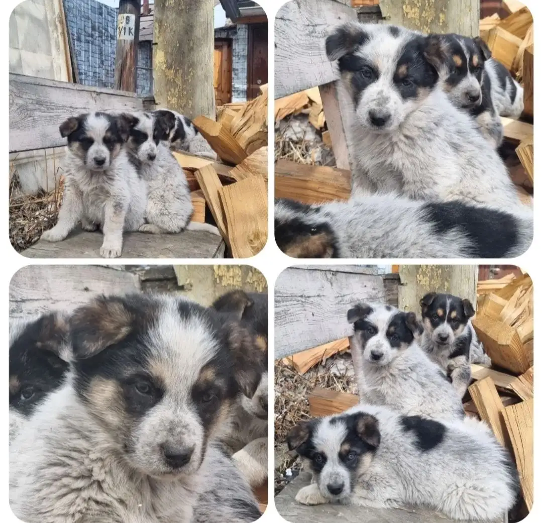 Щенки в добрые руки - Собаки (Животные) в Иркутск