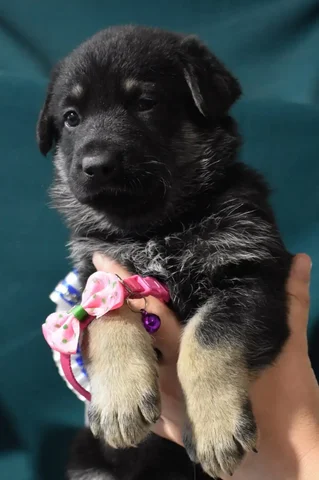 Щенки восточноевропейской овчарки в Ангарске - Собаки в Ангарск