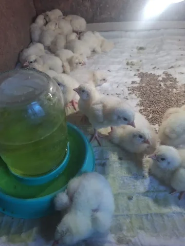 Продажа цыплят Ангарск породы Росс 308 - частное объявление в Ангарск