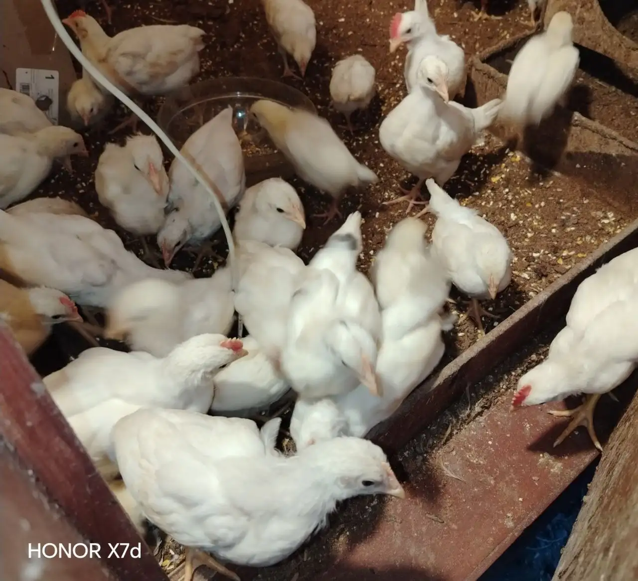 Цыпочки 25 суток несушки - Птица (Животные) в Иркутск