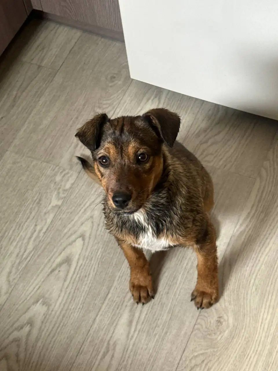 Щенок в добрые руки - Собаки (Животные) в Иркутск