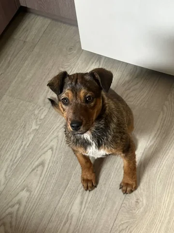 Щенок в добрые руки - Пропавшие/найденные в Иркутск