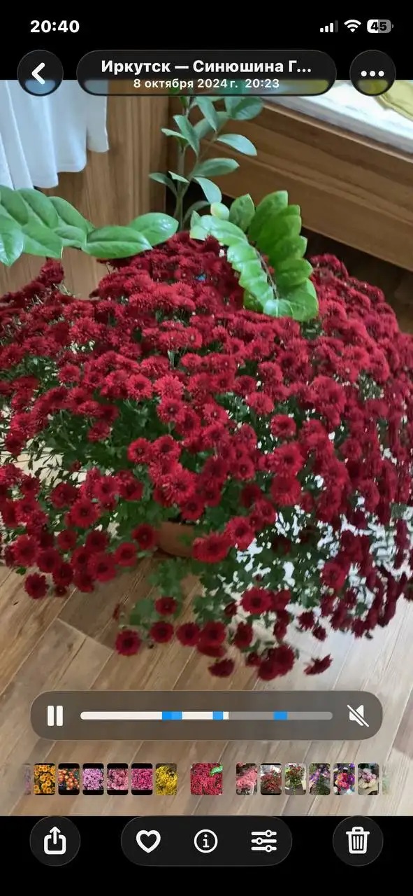 Черенки хризантемы мультифоры - Садоводство (Хобби и отдых) в Иркутск