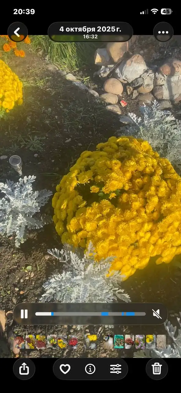 Черенки хризантемы мультифоры - Садоводство (Хобби и отдых) в Иркутск