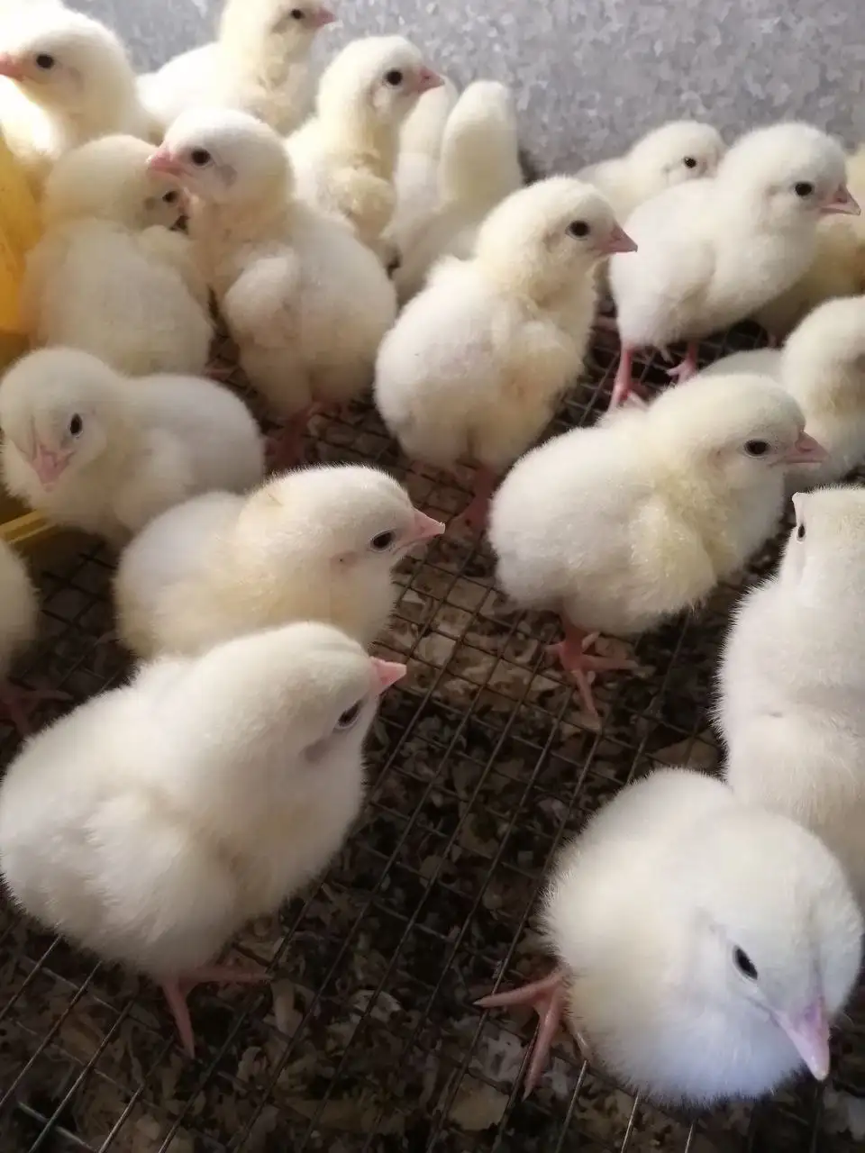 Продам цыплят бройлеров - Птицы (Животные) в Иркутск