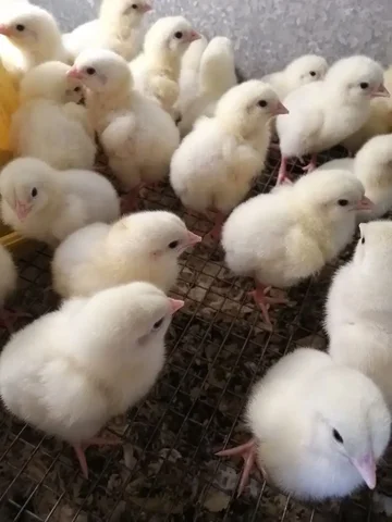 Продам цыплят бройлеров - Животные в Иркутск