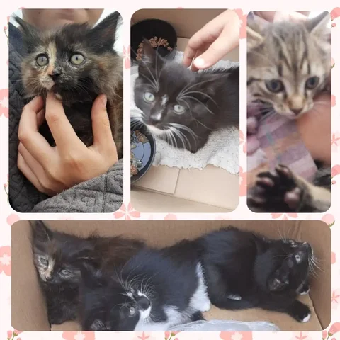 Котята ищут дом - Животные в Иркутск