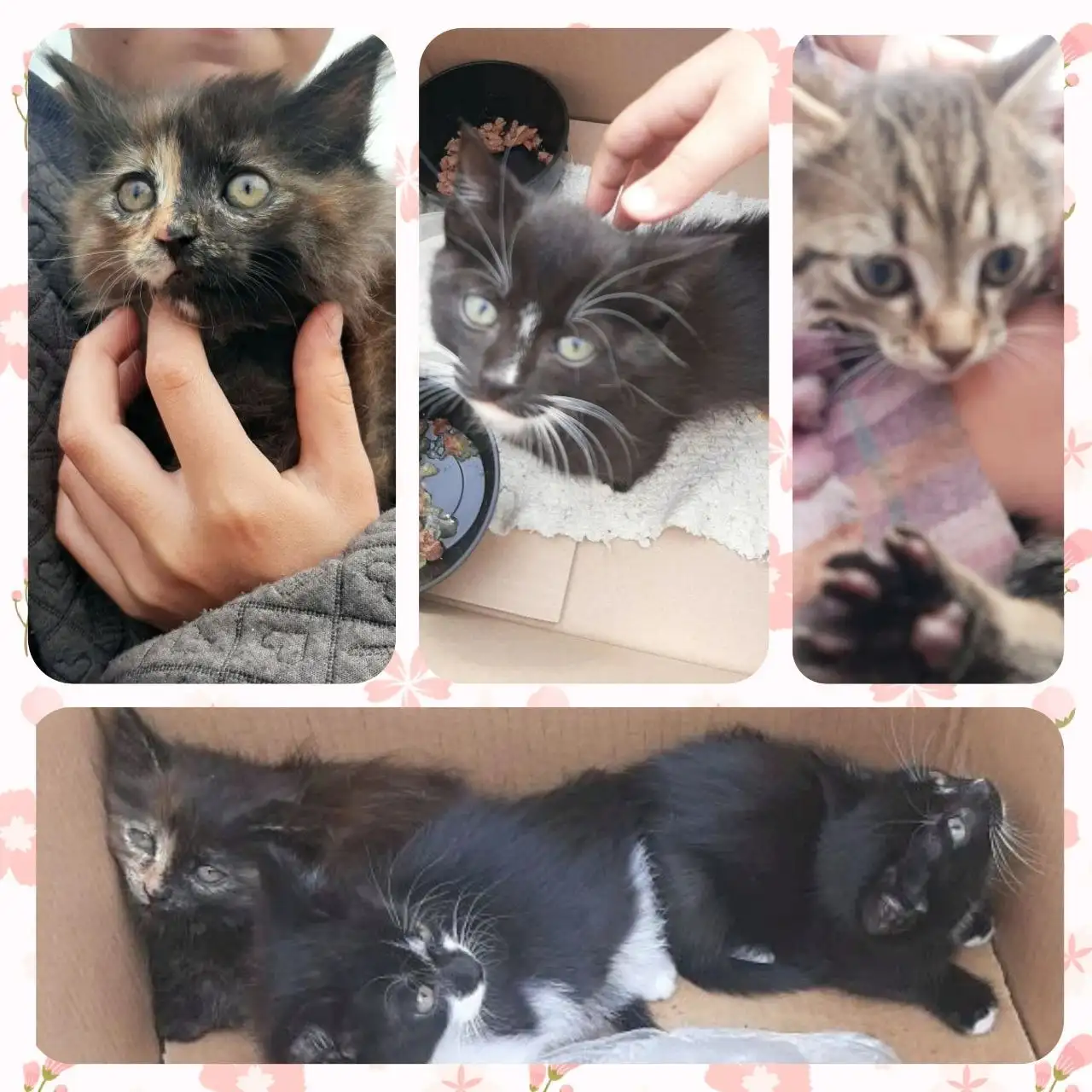Котята ищут дом - Животные в Иркутск