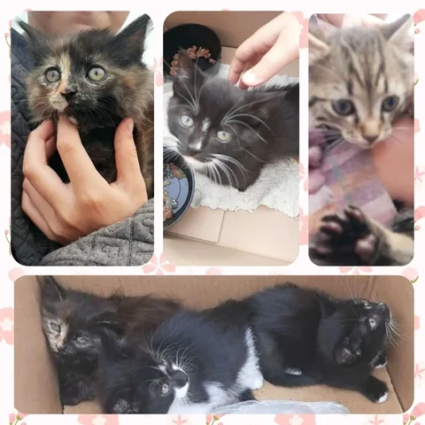 Котята ищут дом - частное объявление в Иркутск
