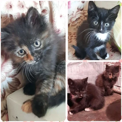Котята ищут дом - Животные в Иркутск