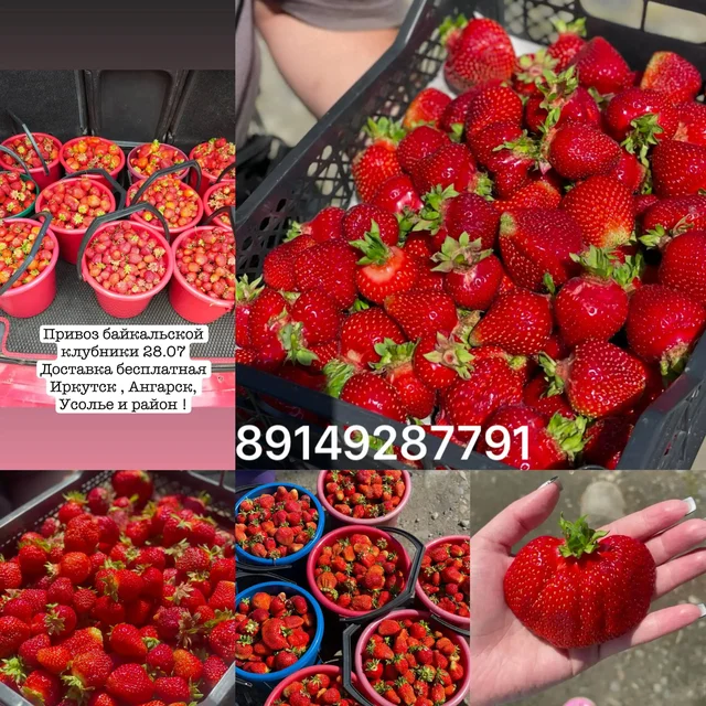 Свежая байкальская клубника - Продукты в Иркутск