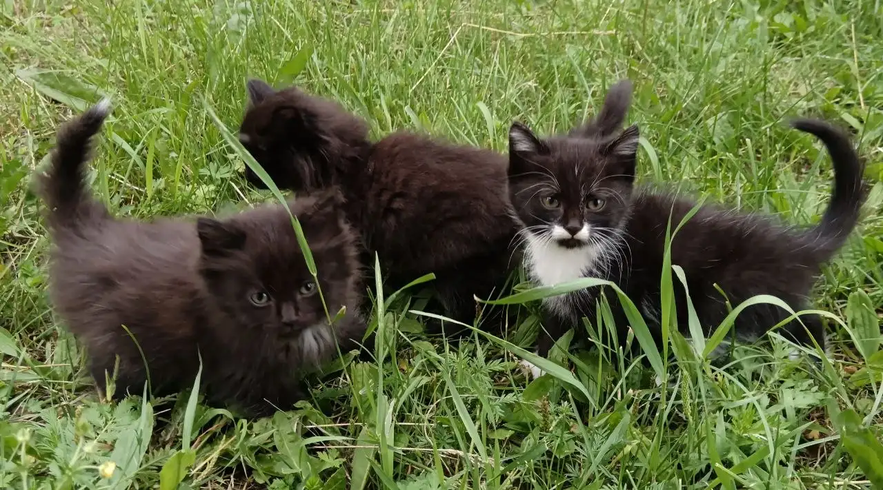 Отдам котят в добрые руки - Кошки (Животные) в Иркутск