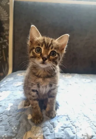 Котёнок мальчик 1,5 мес в дар - Потеря животных в Иркутск