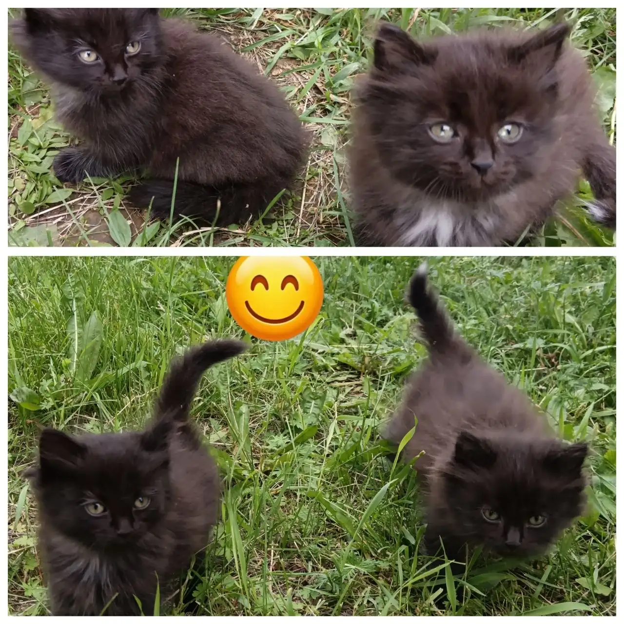 Отдам котят в добрые руки - Кошки (Животные) в Иркутск