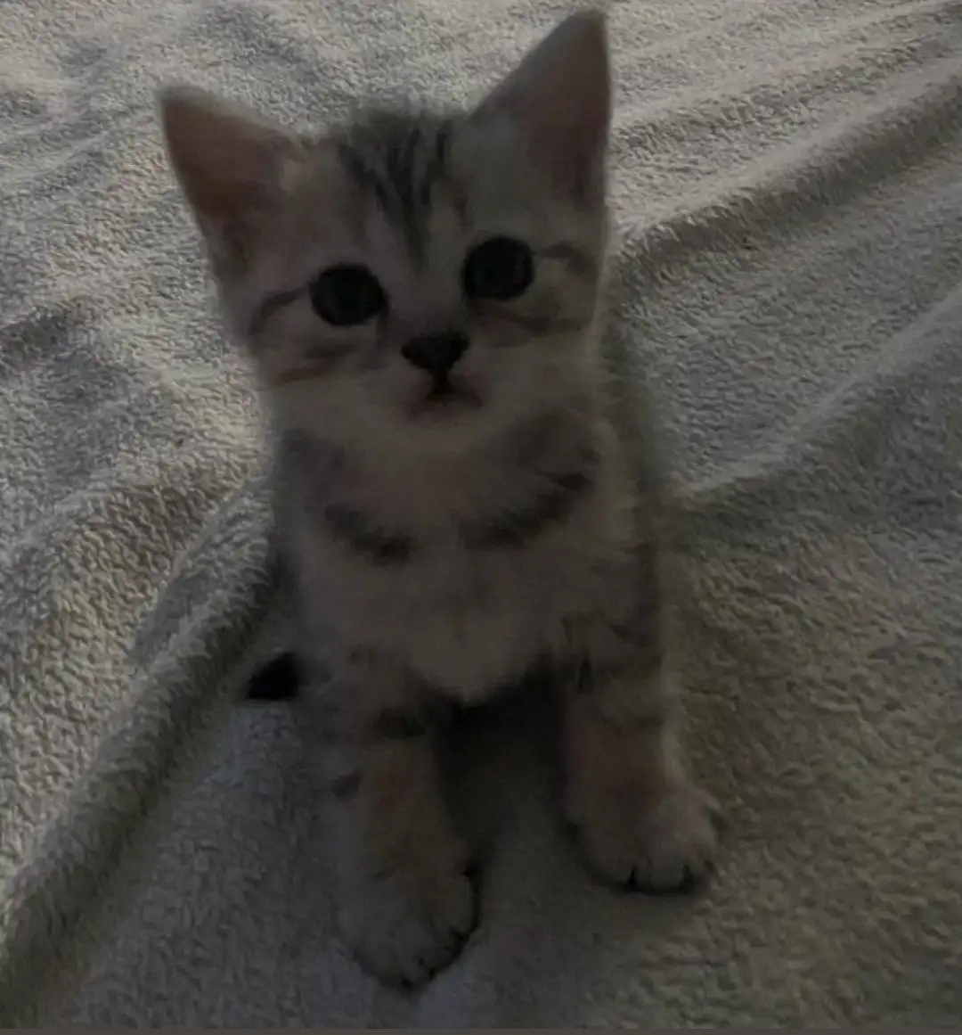 Сбор средств на операцию для кота после укуса собаки - Барахолка в Архангельск