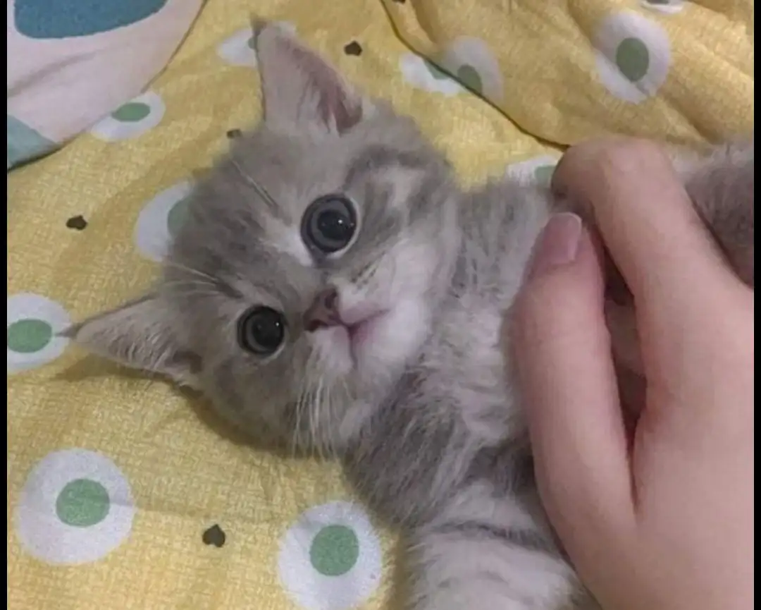 Сбор средств на операцию для кота после укуса собаки - Барахолка в Архангельск