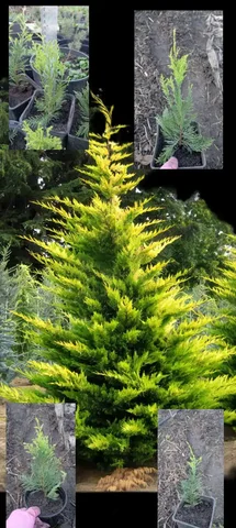 Продажа саженцев Купрессоципарис Голд Райдер - Хобби и отдых в Краснодар