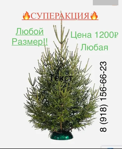 Живая новогодняя елка по оптовой цене - частное объявление в Краснодар
