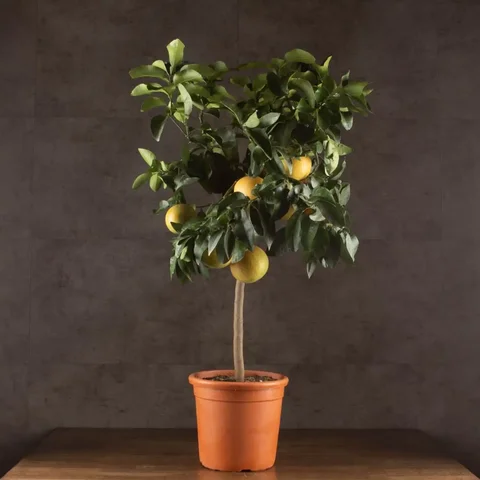 Продажа цитрусовых деревьев - частное объявление в Краснодар