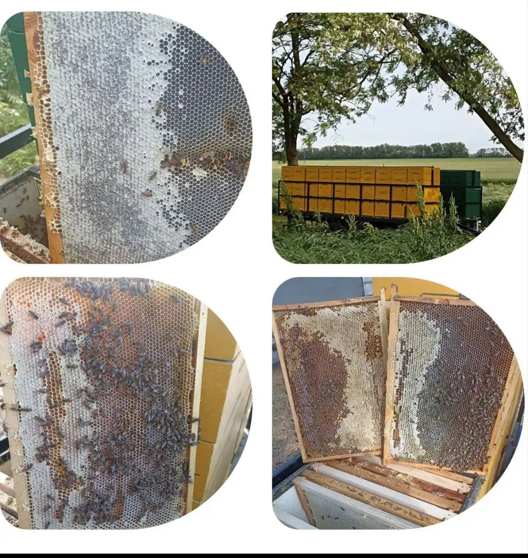 Продажа натурального мёда разных сортов - Продукты питания (Барахолка) в Краснодар