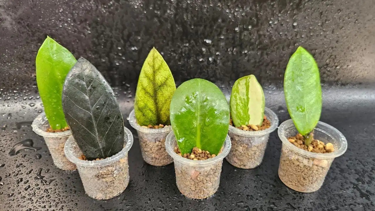 Готовый сет новичка из 3 сегментов +3 сегмента в подарок - Растения (Хобби и отдых) в Краснодар