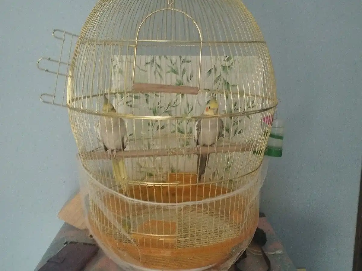 Продам пару попугаев карелла с клеткой - Птицы (Животные) в Краснодар