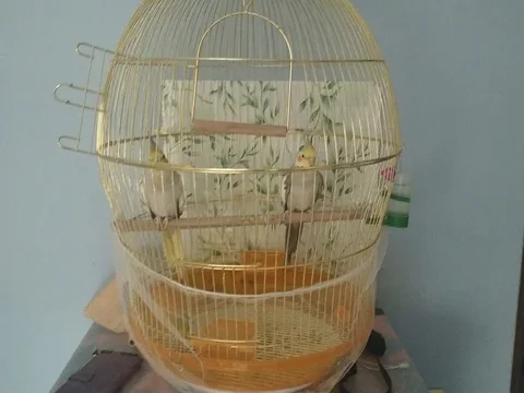 Продам пару попугаев карелла с клеткой - Животные в Краснодар