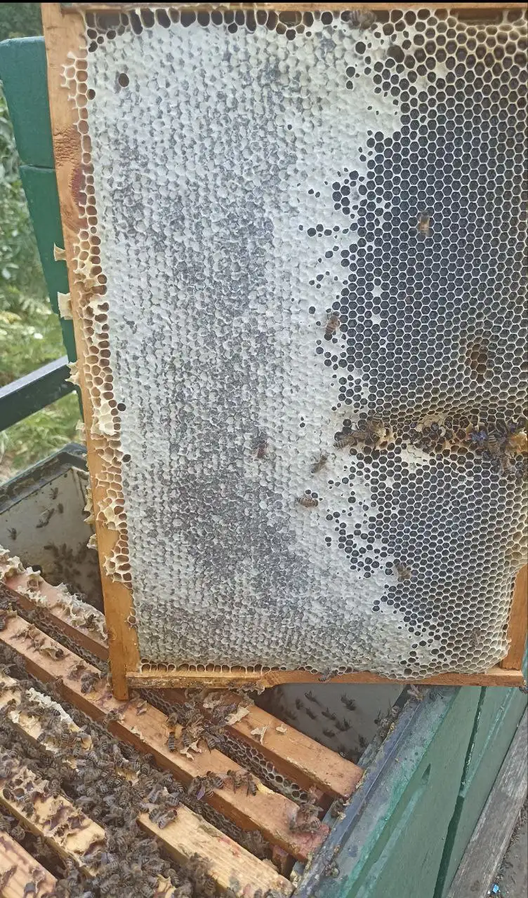 Натуральный мёд урожая 2025 года - Барахолка в Краснодар