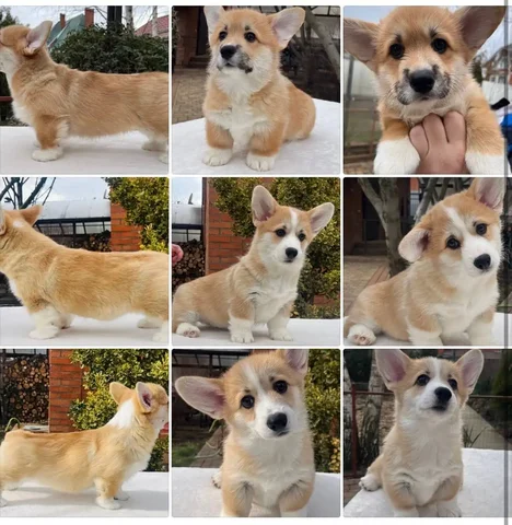 Щенки вельш корги пемброк для продажи - Потерянные животные в Краснодар