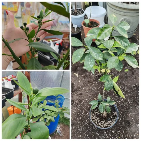 Комнатные цитрусовые деревья - Сувениры и подарки в Краснодар