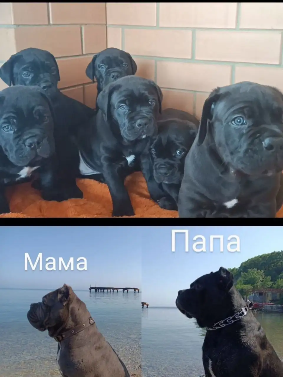 Щенки Кане Корсо с родословной, Краснодар - Собаки (Животные) в Краснодар