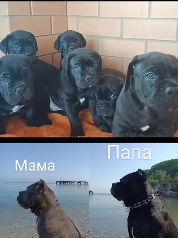 Щенки Кане Корсо с родословной, Краснодар - Животные в Краснодар
