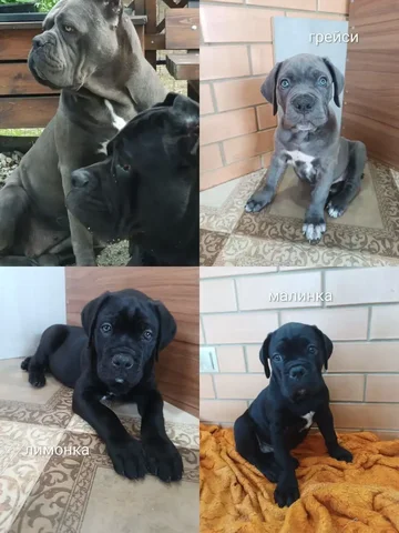 Щенки Кане Корсо девочки с родословной - частное объявление в Краснодар