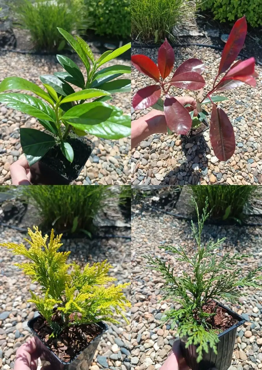 Саженцы в горшках П9 - Саженцы (Растения) в Краснодар