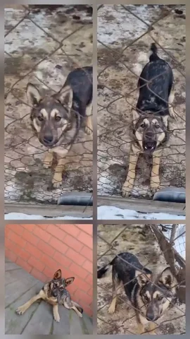 Волкособ 7 месяцев - Животные в Иркутск