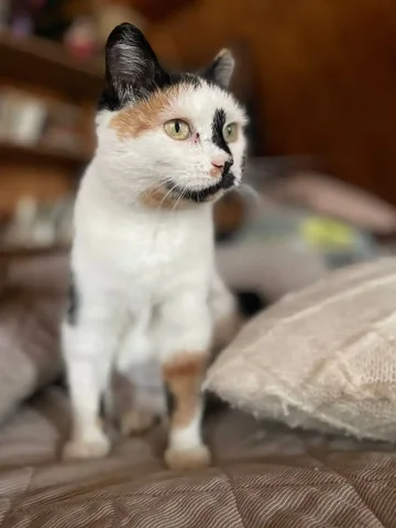 Спасенная Кошечка ищет семью - Животные в ИРКУТСК