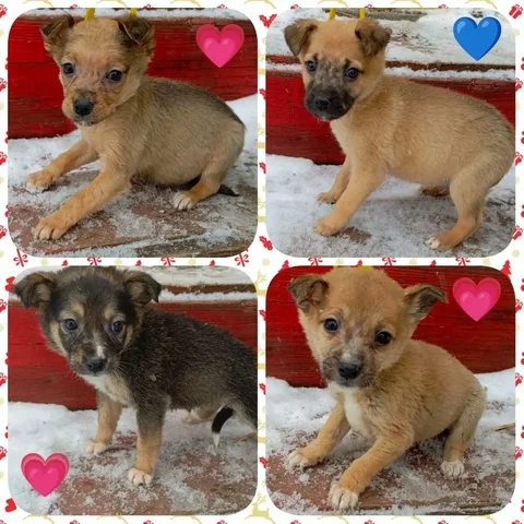 Щенки в дар - Животные в Иркутск