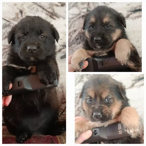 Щенки карапузов для охраны в дар - Животные в Иркутск