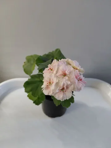 Пеларгония Салмон комтесс - Хобби и отдых в Шелехов