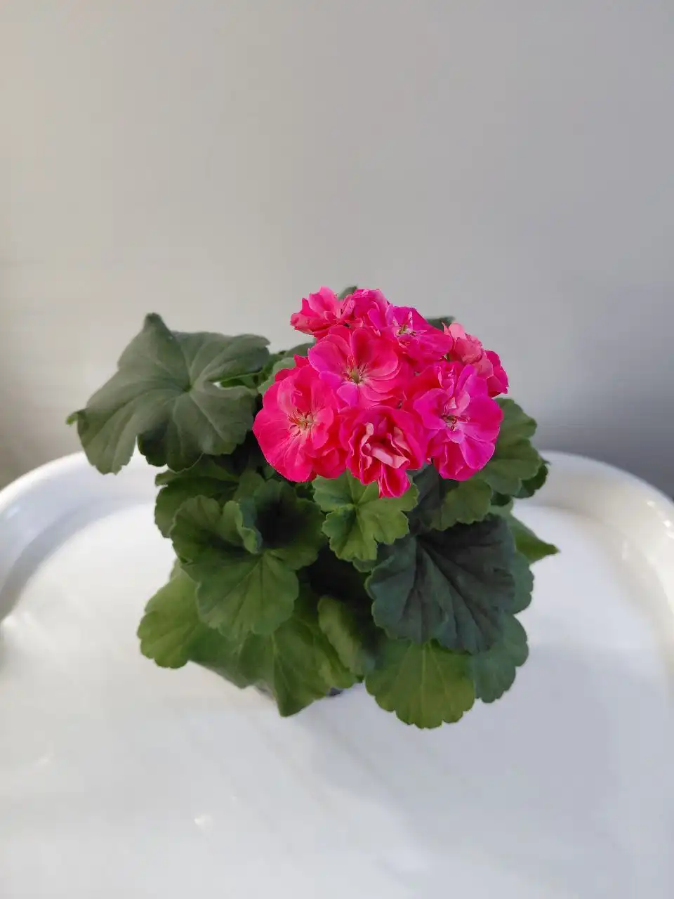 Пеларгония Survivor Idols Rosalinda