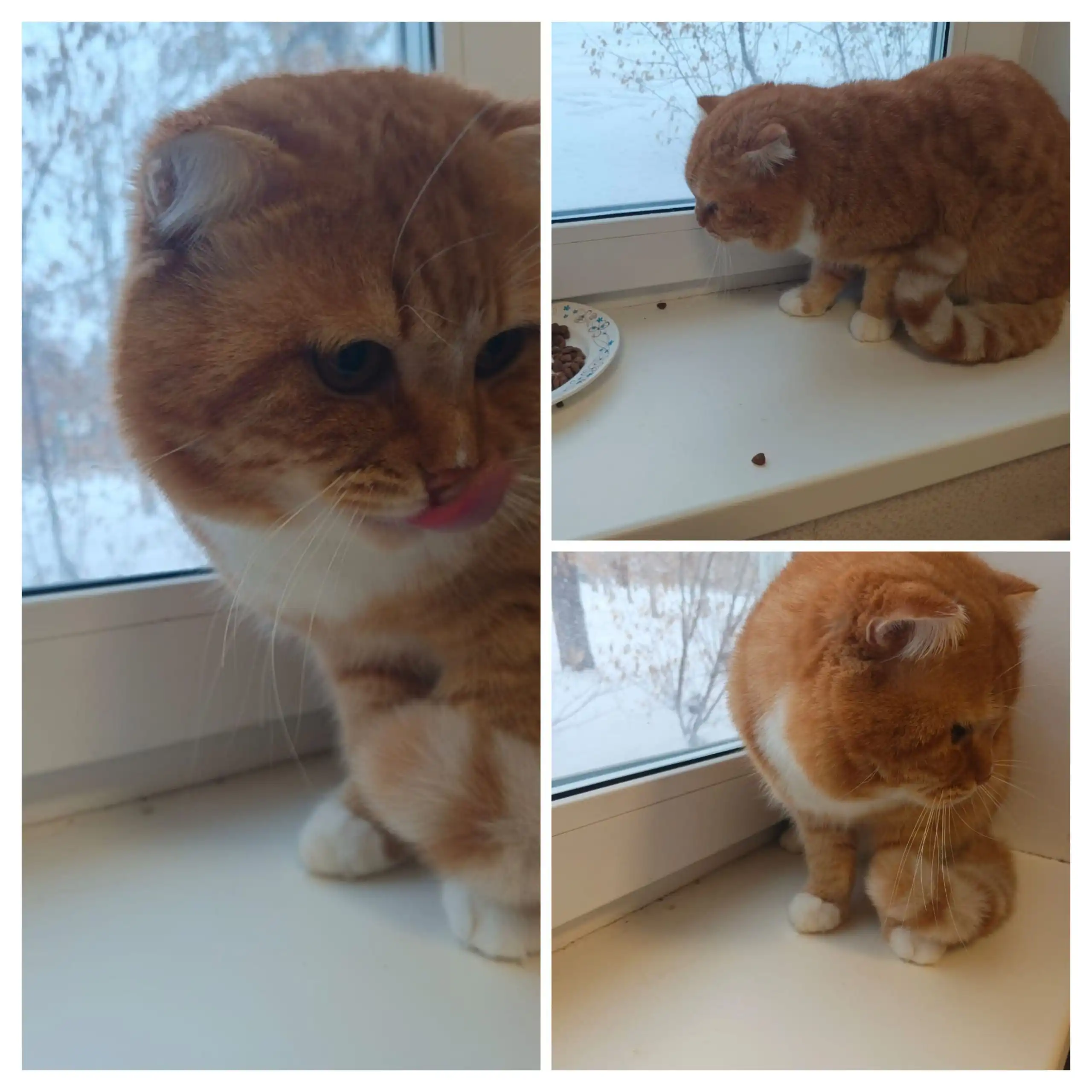 Отдам кота Рыжика в добрые руки