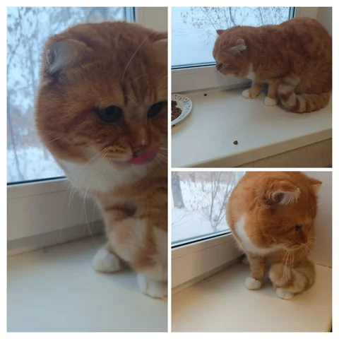 Отдам кота Рыжика в добрые руки - Животные в Иркутск