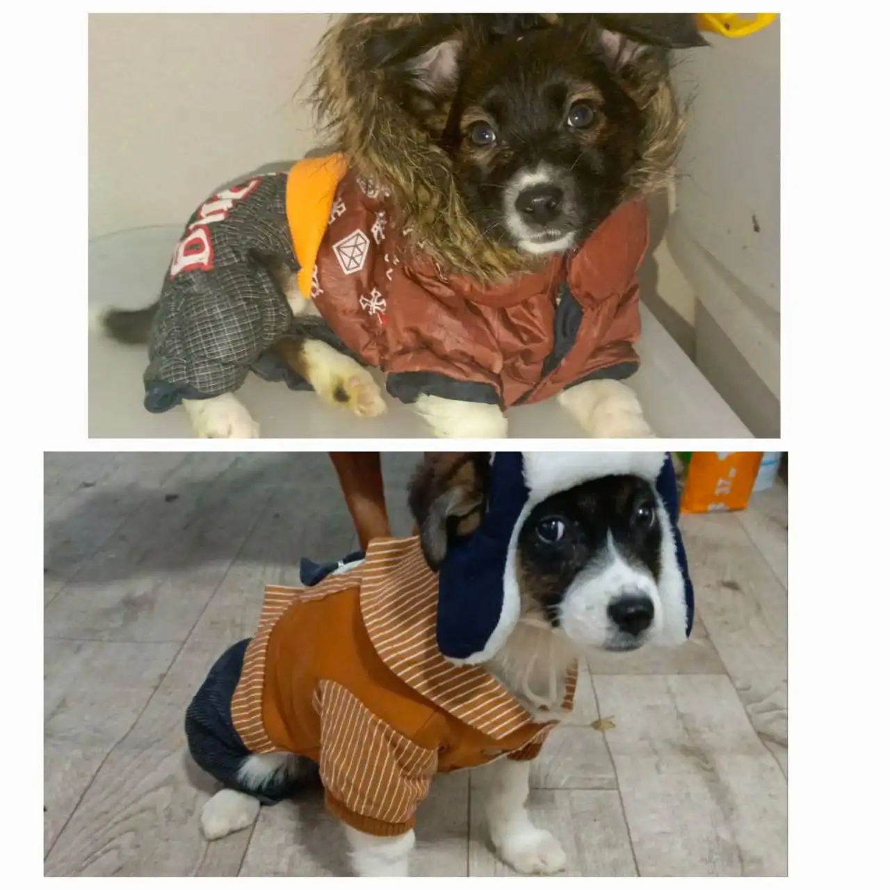 Предлагаются две маленькие собачки в дар