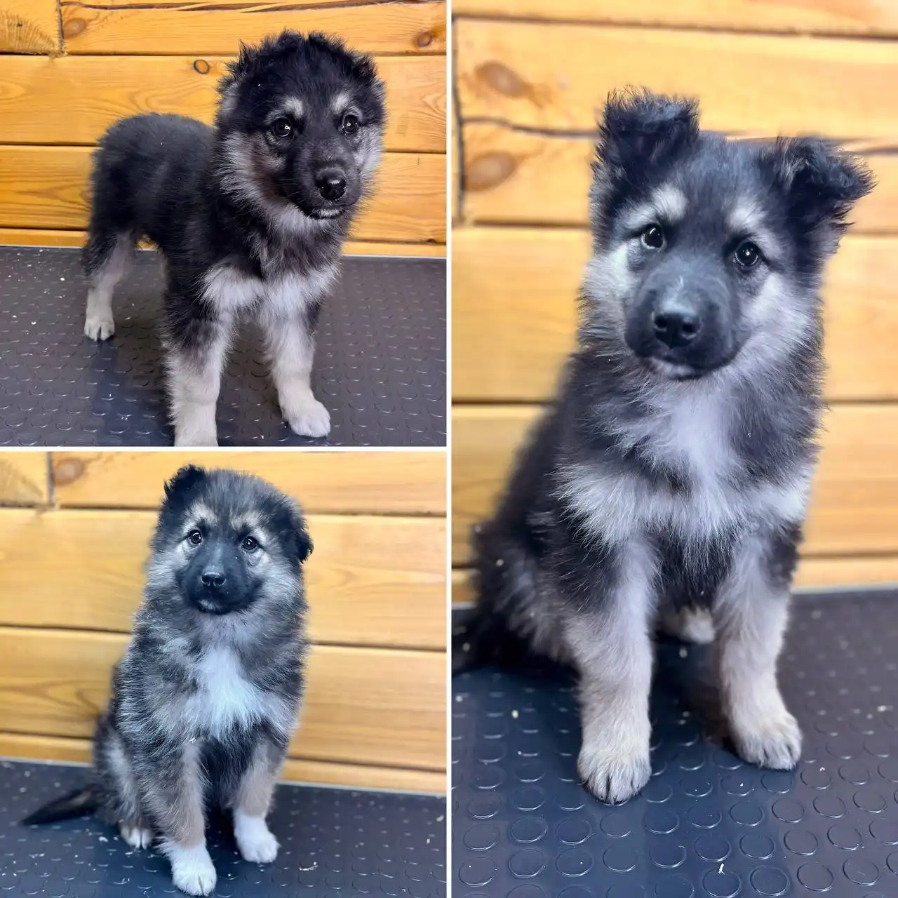 Поиск дома для спасенных щенков