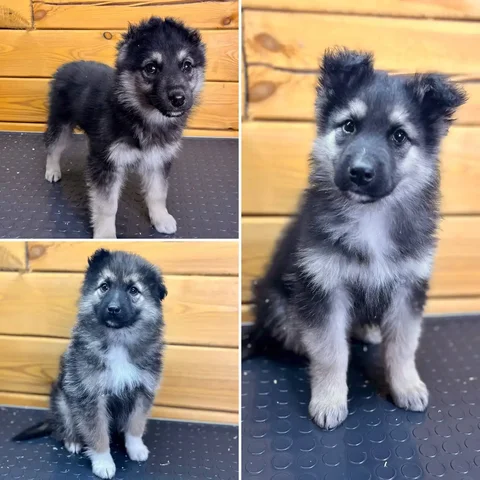 Поиск дома для спасенных щенков - Животные в Иркутск