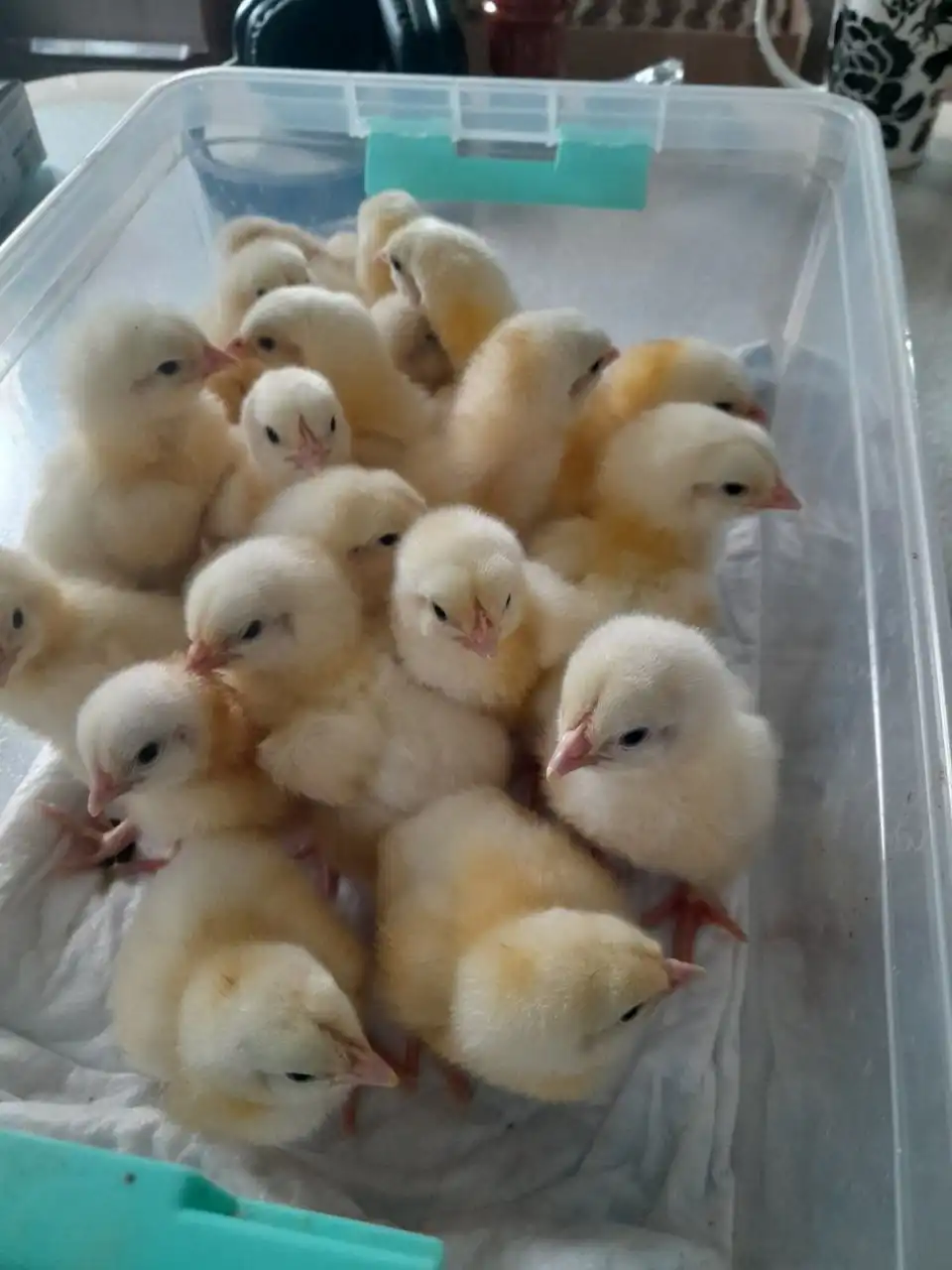 Продажа цыплят бройлера Кобб 500