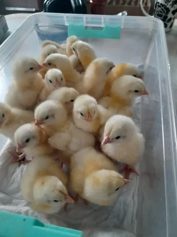 Продажа цыплят бройлера Кобб 500 - Животные в Иркутск