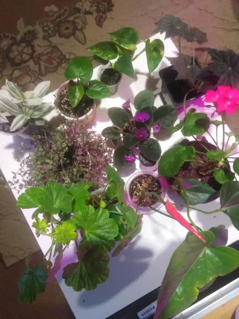 Распродажа комнатных цветов - Хобби и отдых в Иркутск