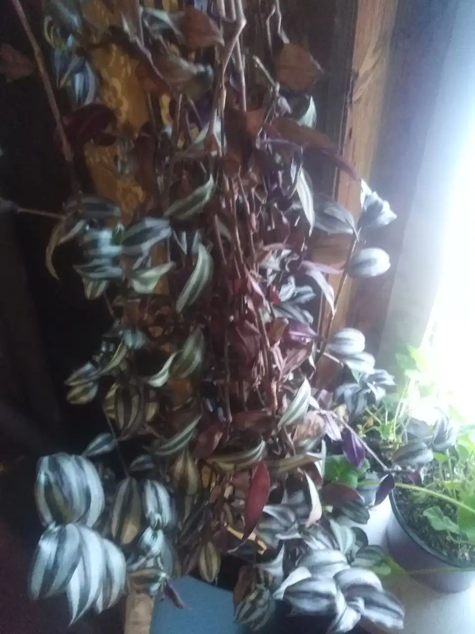 Распродажа комнатных цветов