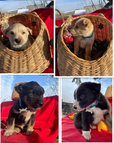 Щенки среднего размера ищут хозяев - Животные в Иркутск